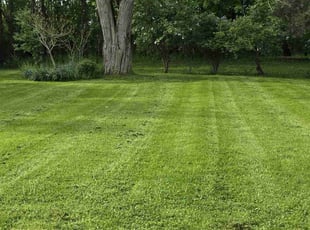 Sean N.'s Lawn Mowing service result