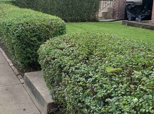 Bush Trimming by Brandon Morris for Nancy A. in Pittsburgh, PA