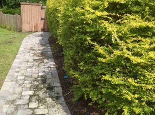 Bush Trimming by James Kevin for Shawayne D. in Summerville, SC