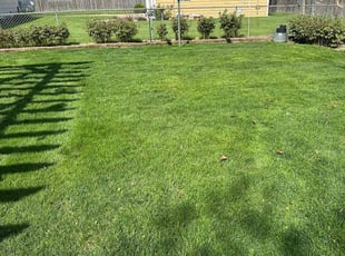 Mitchell H.'s Grass Cutting service result