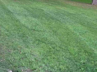 Andrea H.'s Lawn Care service result