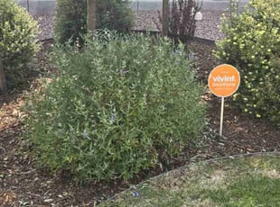 Bush Trimming by Lindsey Barone for Greisys H. in Colorado Springs, CO