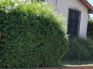 Bush Trimming by Ross Johnson for Irene D. in Los Angeles, CA
