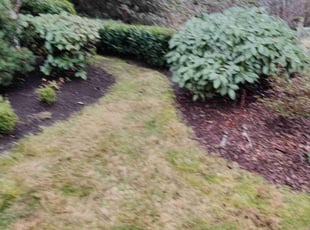 Leaf Removal by Jed Wilson for Radha D. in Redmond, WA