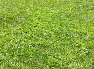 Angelica S.'s Lawn Service service result