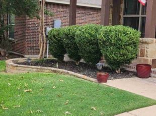 Weeding by Rene Gabriel Ramirez for David J. in Round Rock, TX
