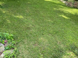 Nicky N.'s Lawn Care service result