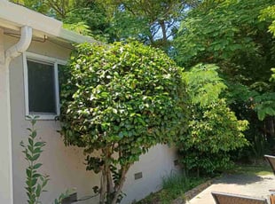 Bush Trimming by Thomas Hancock for Inutu M. in Stockton, CA