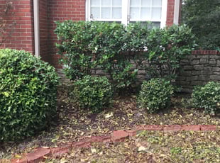 Bush Trimming by Boyd Evans for Susan M. in Nashville, TN