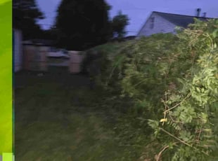 Bush Trimming by Anthony Brown for Chandler J. in Virginia Beach, VA