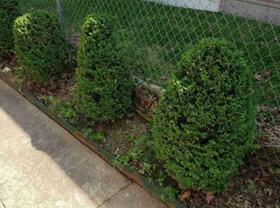 Bush Trimming by Suresh Rao for Gary C. in St. Louis, MO