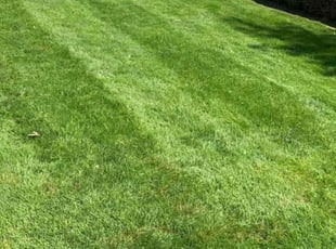 Bush Trimming by Aaron Boyer for James R. in Farmington Hills , MI