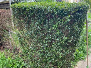 Bush Trimming by Kenneth Jackson Jr for Lance T. in Baltimore, MD