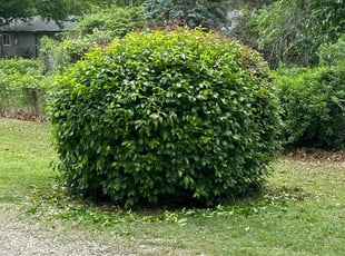 Bush Trimming by Mark Marin for William H. in Topeka, KS