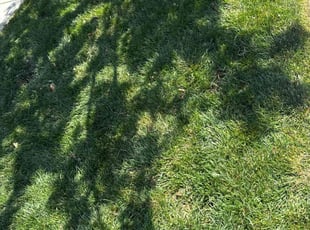 Shannon K.'s Lawn Maintenance service result