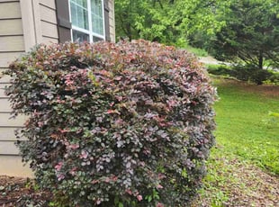 Bush Trimming by Chris Taylor for Anna B. in Asheville, NC
