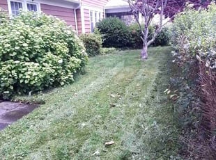 Tom H.'s Lawn Care service result