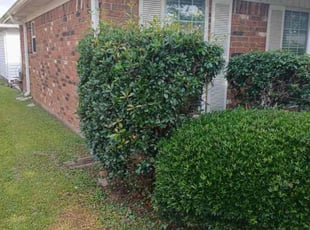 Bush Trimming by Akeem Lewis for Stella L. in Metairie, LA