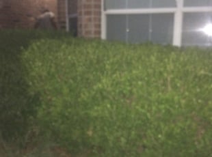 Bush Trimming by Greg Hopper for Robert M. in Universal City, TX
