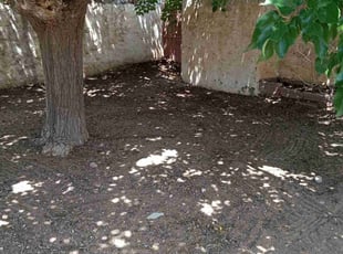 Leaf Removal by Angel Sandoval for Raina K. in El Paso, TX