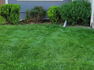 Bush Trimming by Chris Whittington for Paul M. in Lee's Summit, MO