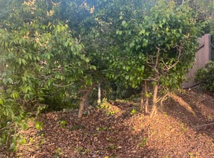 Bush Trimming by Earl Miller for Gloria M. in San Diego, CA