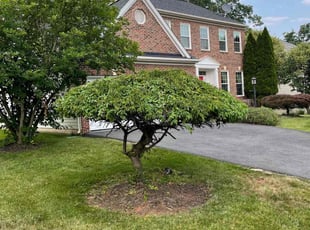Bush Trimming by Margarito Cardona for Ian C. in Sterling, VA