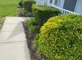 Bush Trimming by Brandon Russell for Lynden F. in Suffolk, VA