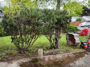 Bush Trimming by Freddy Cortez for Jo A. in Aloha, OR