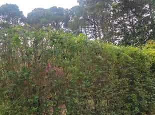 Bush Trimming by Michelle Kramer for Jane C. in Virginia Beach, VA