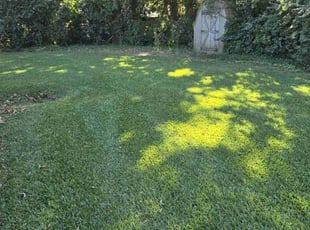 Michael H.'s Lawn Mowing Service service result