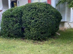 Bush Trimming by Yaneth Figueroa for Frank F. in Austell, GA