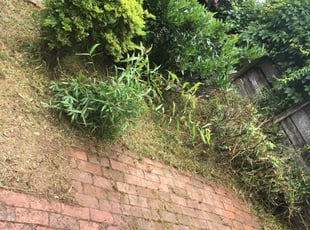 Weeding by Elijah Broughton for Azadeh M. in Washington, DC