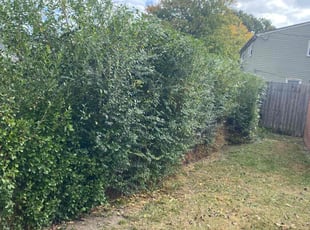 Bush Trimming by Steven Moreira for serena A. in Virginia Beach, VA