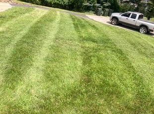 Taletha S.'s Lawn Maintenance service result