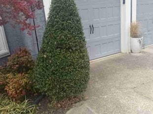 Bush Trimming by Enrique Juarez for Ken H. in Woodstock, GA