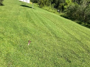 Whitney F.'s Lawn Mowing service result