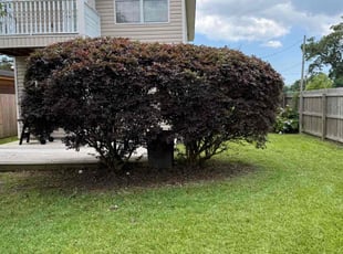 Bush Trimming by Travis Frederickson for Scott K. in Pensacola, FL