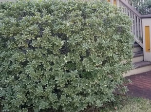 Bush Trimming by Rolando Callejas for Allison S. in Houston, TX