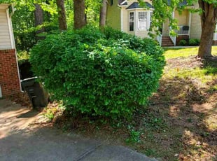 Bush Trimming by James Ziobro for Davis B. in Apex, NC