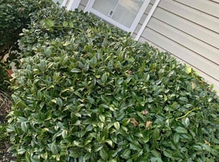 Bush Trimming by Ismail Rahmaan for Karen P. in Covington, GA