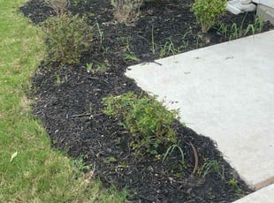 Bush Trimming by Keily Delgado Preciado for Anil A. in Pflugerville, TX