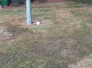 Leaf Removal by Shane Palmer for Donald A. in Farmington Hills, MI