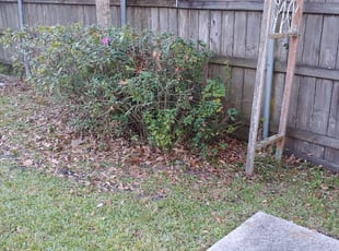 Bush Trimming by Jaron Eiland for Shandrieka G. in Slidell, LA