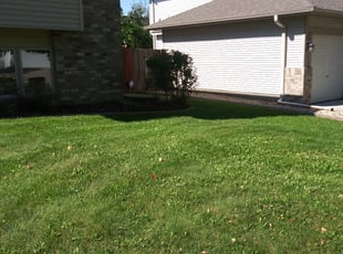 Bush Trimming by Ross Olin for Anthony H. in Brooklyn Park, MN