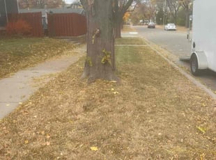 Bush Trimming by Jesus Alvarado for Donald C. in Minneapolis, MN