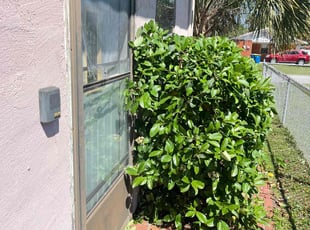 Bush Trimming by Calvin Williams for Susan/ Angela H. in Jacksonville, FL