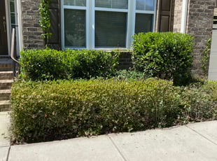 Bush Trimming by Janis Belcher-Moore for Samantha A. in Durham, NC