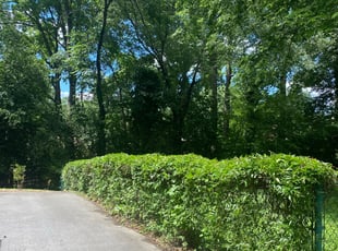 Bush Trimming by Daniel Reyes for Shelley L. in Charlotte, NC