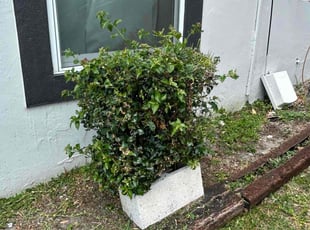 Bush Trimming by Feliciano Perez for Bill D. in Tampa, FL